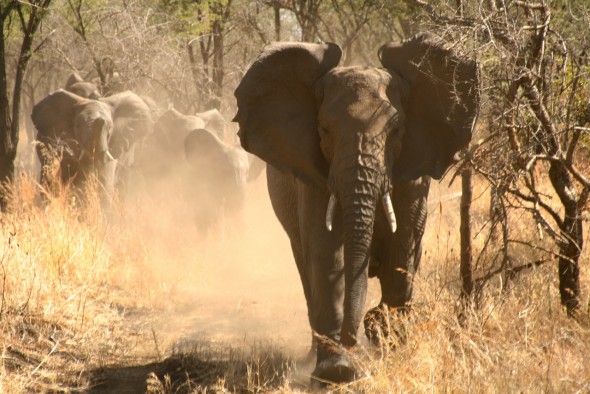 Elephants can kill even though they are vegetarian Elephants can kill even though they are vegetarian