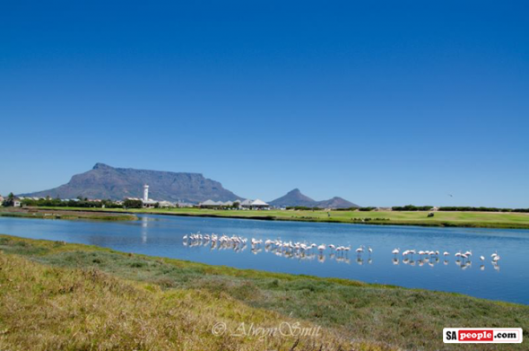 Flamingos at Milnerton Flamingos at Milnerton