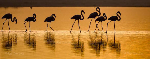 Flamingos at sunset on Lagoon Beach, Noordhoek, South Africa