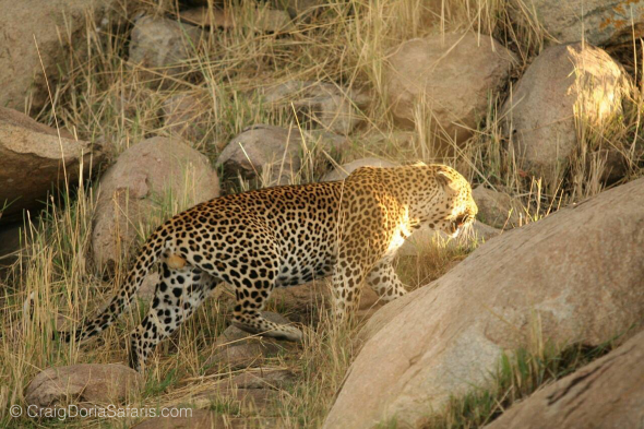 Leopard Leopard