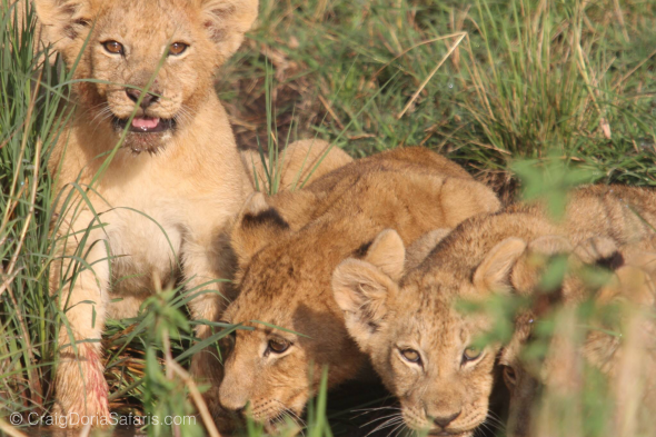 Don't make mom angrier than a safari guide
