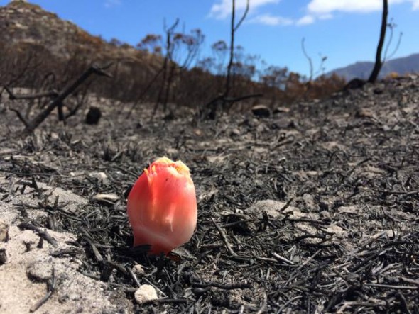 Hope. A blood lily bloom pushes up through the burnt zone abovet the Tokai Forests.