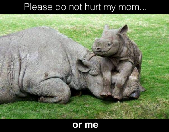 Rhino Please do not hurt my mom or me 