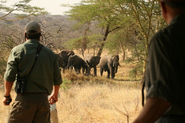 Wear neutral colours in the bush. Elephants.