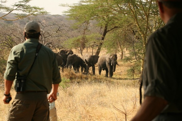 Wear neutral colours in the bush. Elephants. Wear neutral colours in the bush. Elephants.