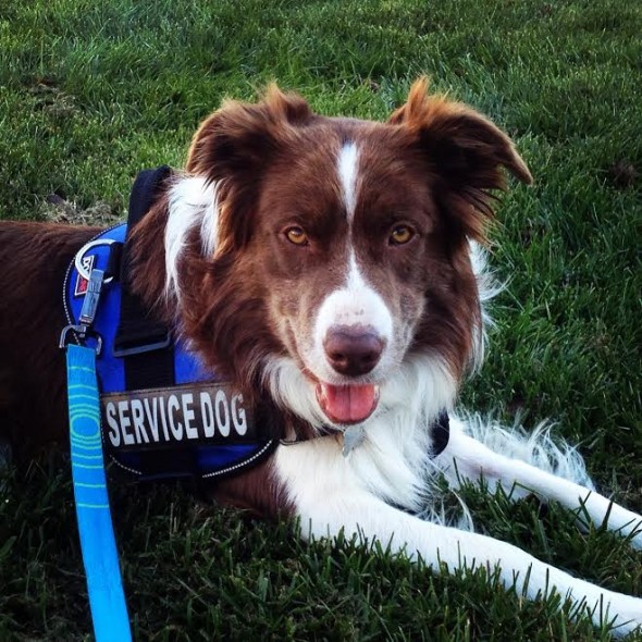 Service Dog Service Dog