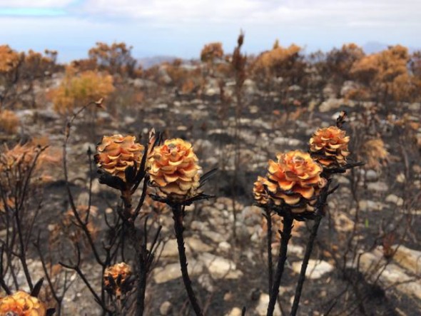 Burnt Proteas
