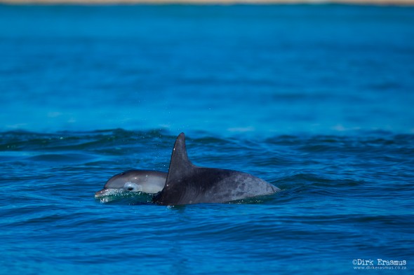 Dolphins Port Elizabeth