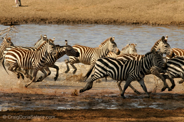 Zebra...not hunting Zebra...not hunting