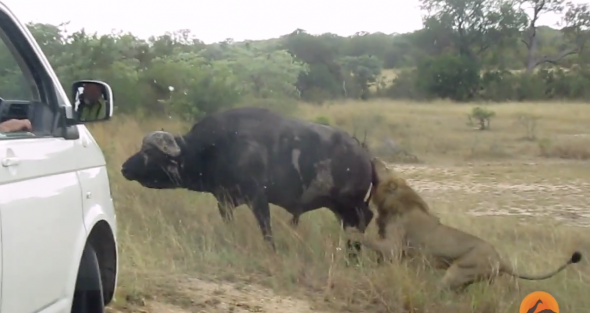 Buffalo fights off lions Buffalo fights off lions
