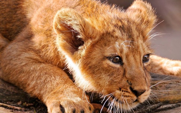Canned Lion industry, South Africa Canned Lion industry, South Africa