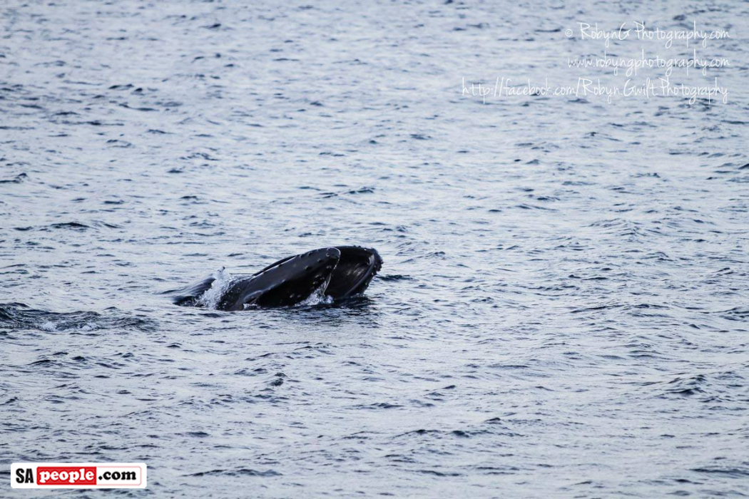 Whale in Fish Hoek, South Africa