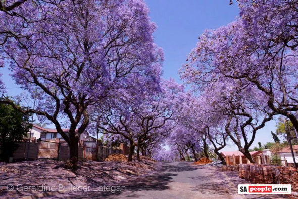 Jacarandas in South Africa Jacarandas in South Africa