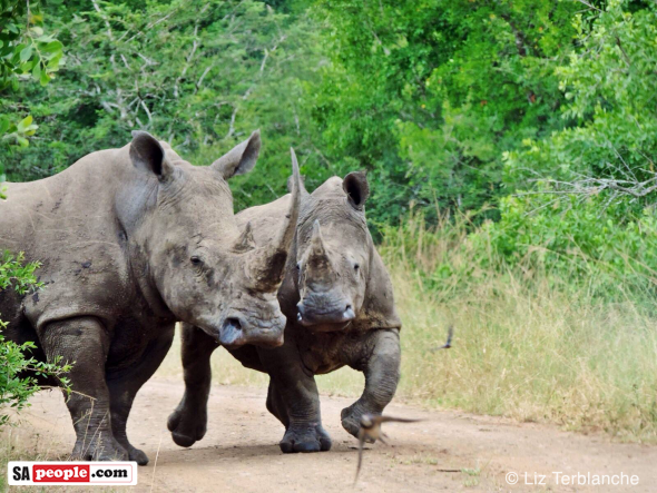 Rhino South Africa
