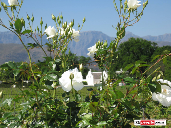 Stellenbosch Stellenbosch
