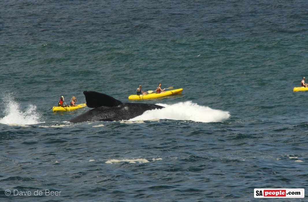 Whale in Hermanus, South Africa