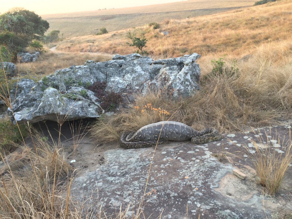 Python and Porcupine South Africa