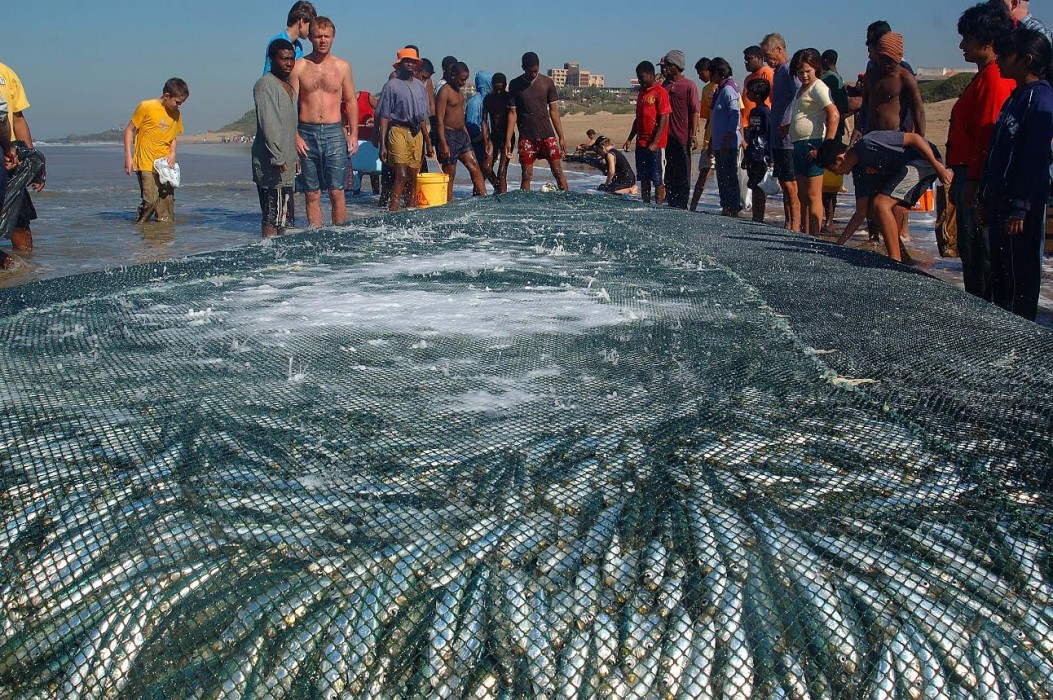 Sardine Run KZN South Africa Photo: John Lamberti.