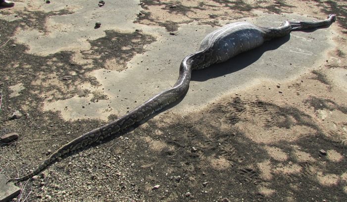 Python and Porcupine South Africa