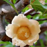 Baobab Fruit Pod