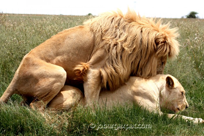 lion porn