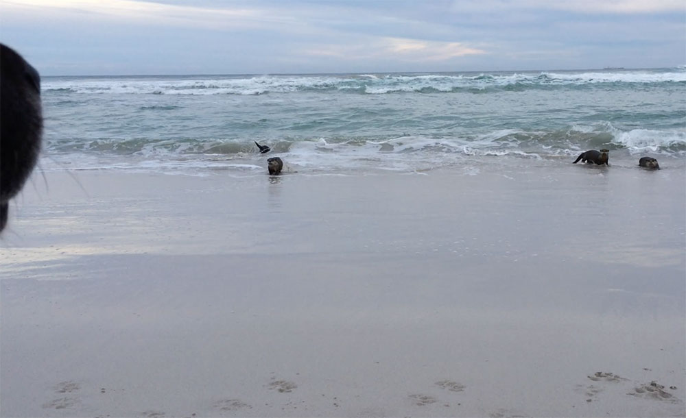 Otters Cape Town South Africa Otters Cape Town South Africa