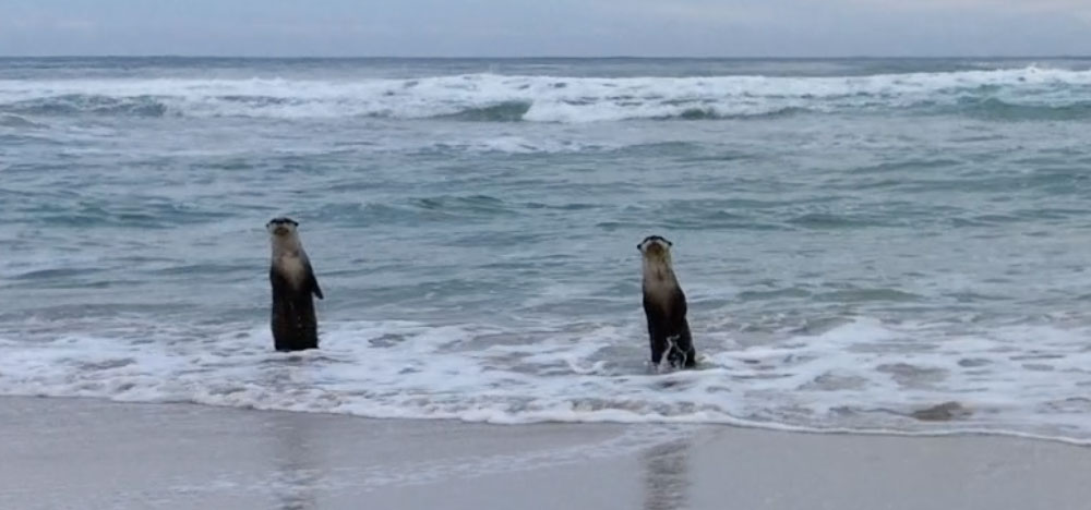 Otters Cape Town South Africa Otters Cape Town South Africa