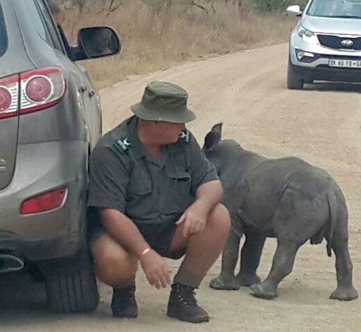 Baby rhino South Africa