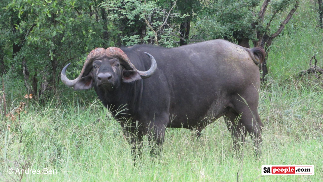 Africa's Big Five - buffalo Africa's Big Five - buffalo