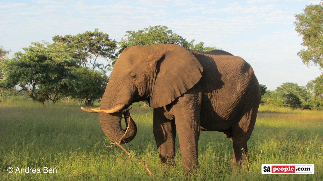 Africa's Big Five - elephant