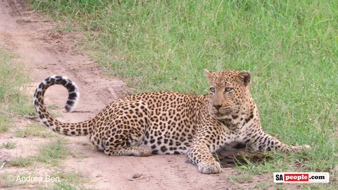 Africa's Big Five - leopard