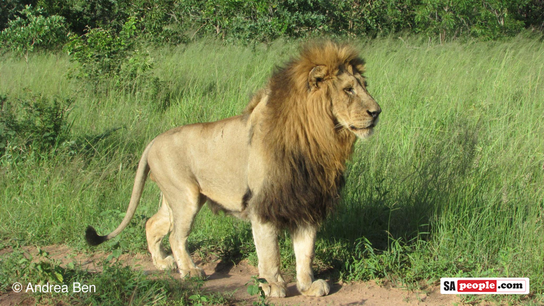 Africa's Big Five - lion Africa's Big Five - lion