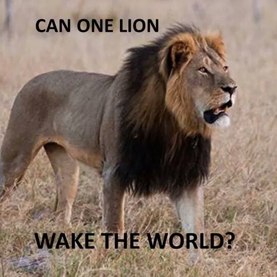 Cecil the Lion picture