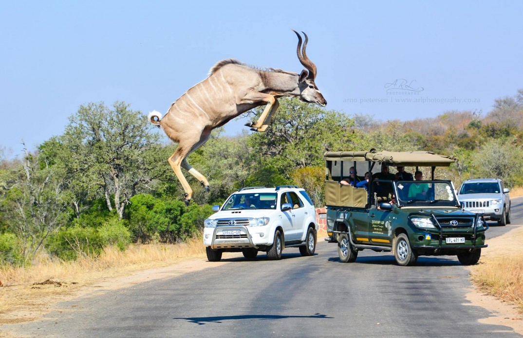 Kudu Jump in South Africa