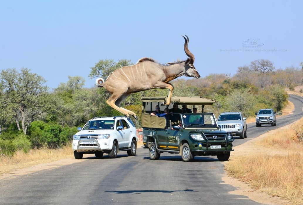 Kudu Jump in South Africa