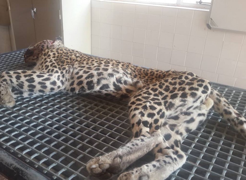 Devastating Footage of Leopard Attacking Safari Guide in the Kruger - SAPeople - Worldwide South African News Devastating Footage of Leopard Attacking Safari Guide in the Kruger - SAPeople - Worldwide South African News