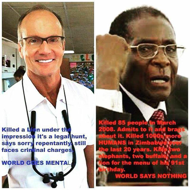Cecil the Lion picture Cecil the Lion picture