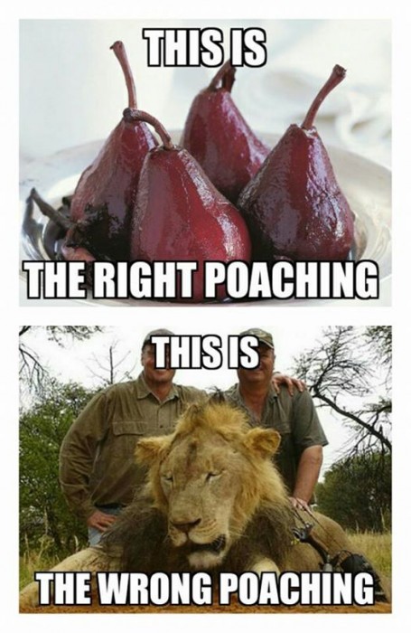 Cecil the Lion picture Cecil the Lion picture