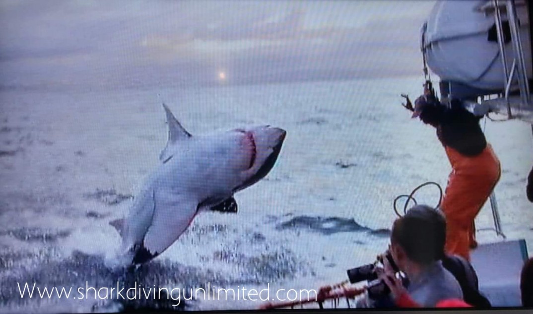 Great White Shark Breaching South Africa Great White Shark Breaching South Africa