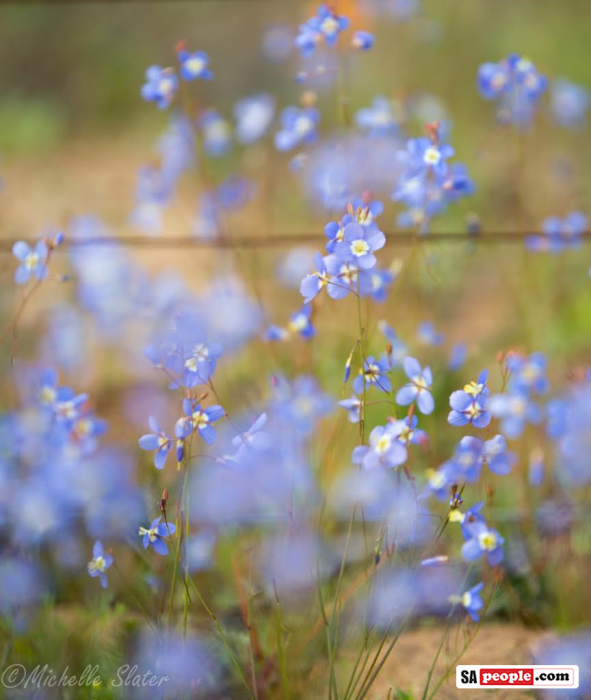 Namaqualand Flowers
