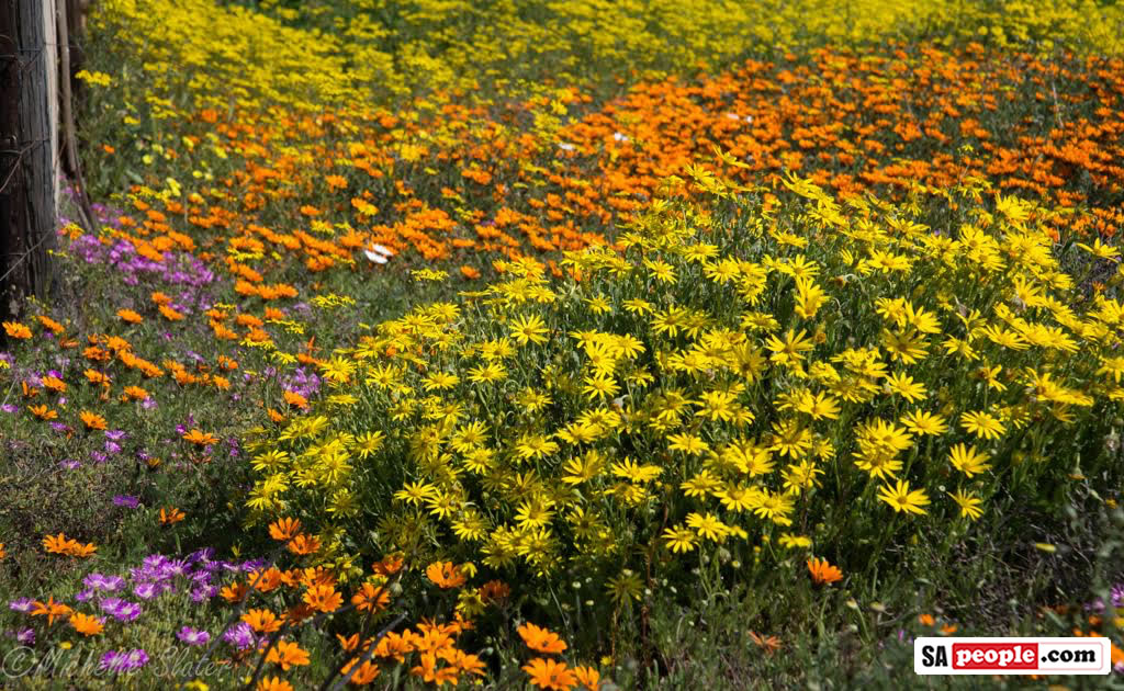 Namaqualand Flowers