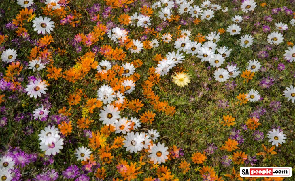 Namaqualand Flowers