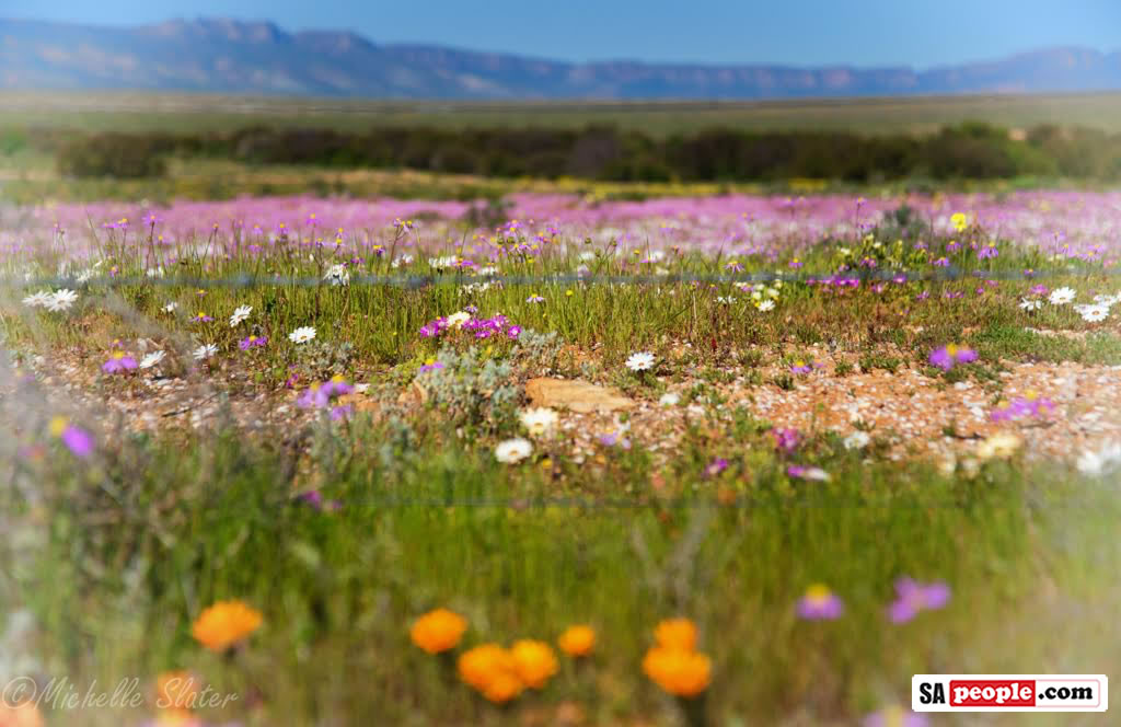Namaqualand Flowers