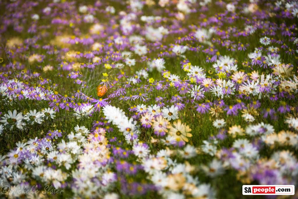 Namaqualand Flowers14 Namaqualand Flowers