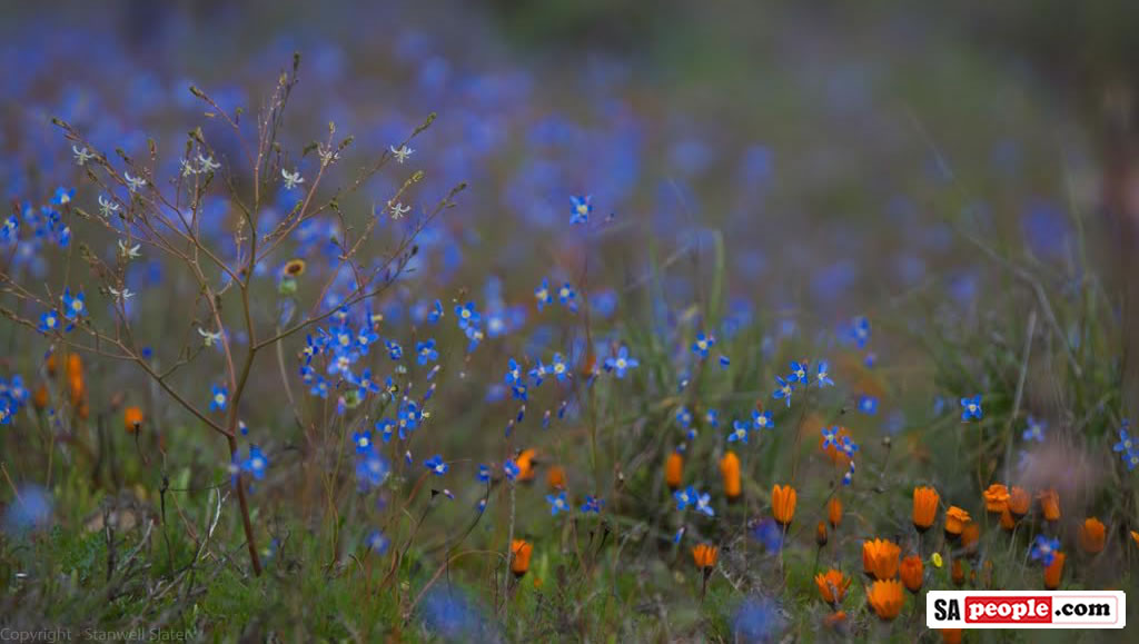 Namaqualand Flowers