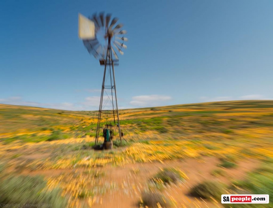Namaqualand Flowers