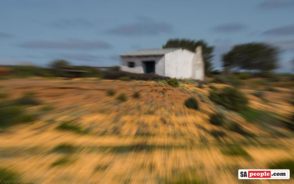 Namaqualand Flowers