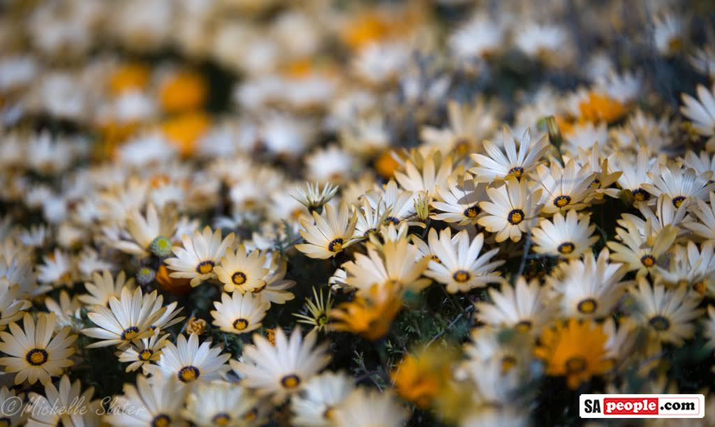 Namaqualand Flowers