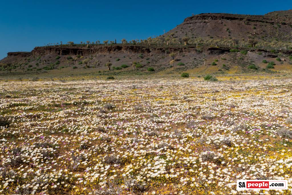 Namaqualand Flowers