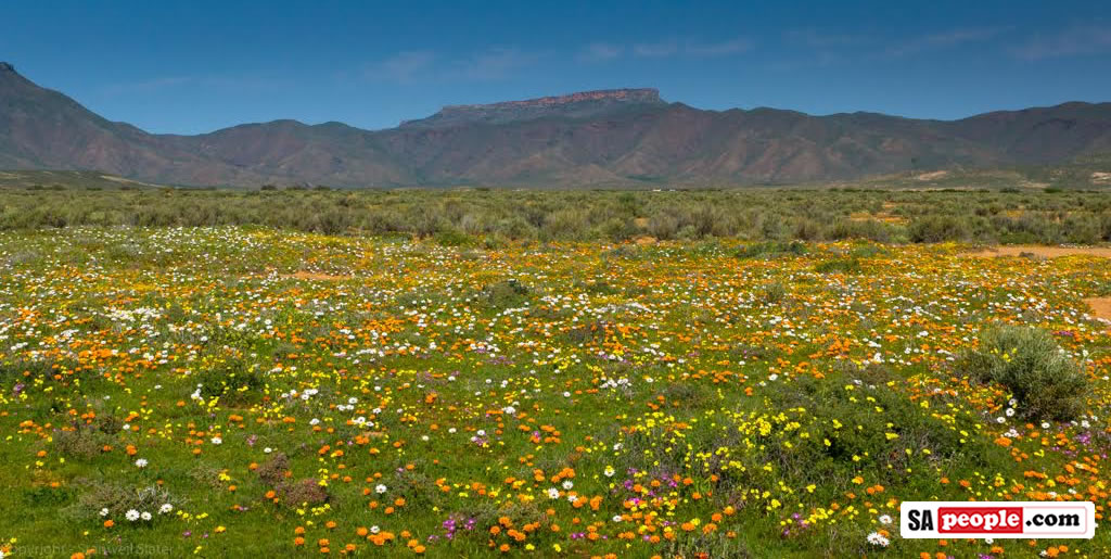 Namaqualand Flowers